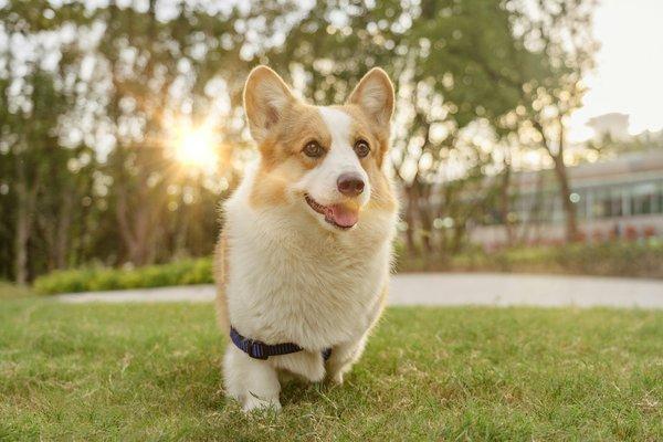 Chiot joueur dans un jardin ensoleillé