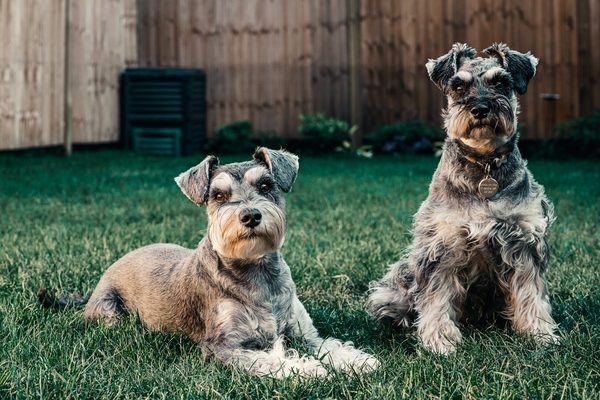 Comment renforcer l'obéissance chez un chien de race Schnauzer Miniature sans affecter son indépendance naturelle?