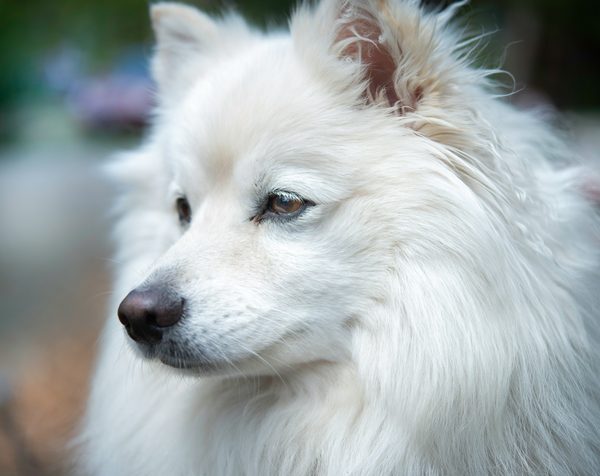 Quel est le meilleur type de brosse pour un chien de race Keeshond ayant un sous-poil dense?