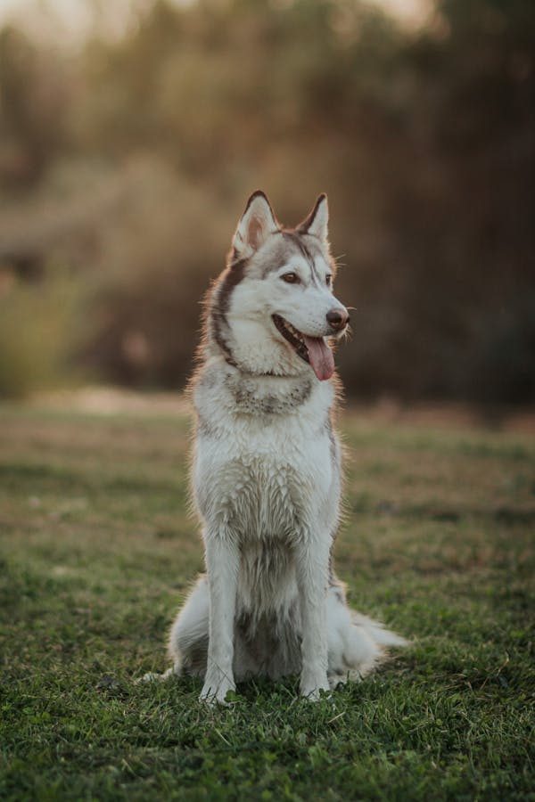 Tous les avantages des distributeurs de sacs à crotte