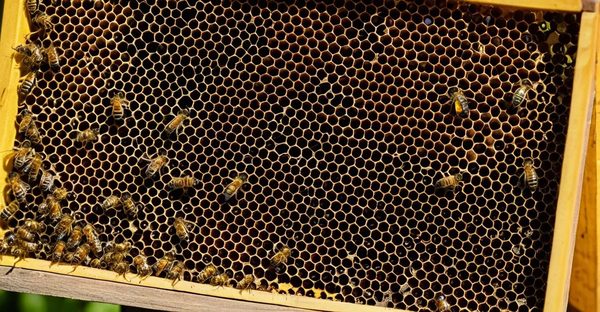 Matériel apiculture essentiel pour débutants et pros